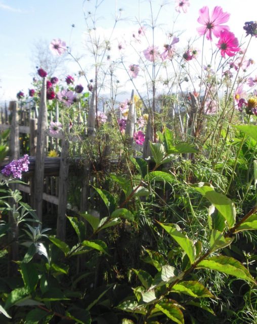 rotter-schliersee-blumen