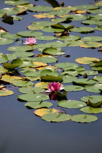 rotter-schliersee-wasser